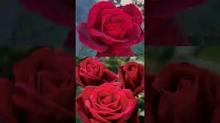 6 Best Fragrant Roses #short #shorts