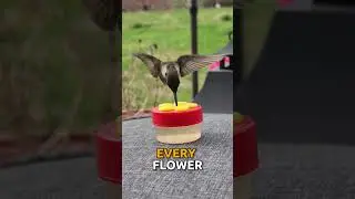 You WON'T Believe These Hummingbird Secrets! 🔥