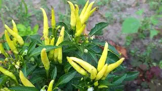 Lato w kokonie i uprawa chili