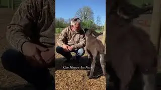 A little sassy and a little sweet! #shorts #amari #donkeys #farmanimals #animals #cutepets