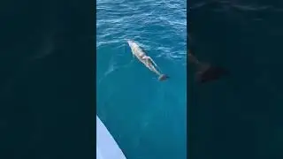 Dolphins Swimming Up Close! #shorts
