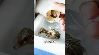 Утка разбила яйцо, но мужчина спас цыпленка 🥚😱 #милыеживотные #животные #tidal