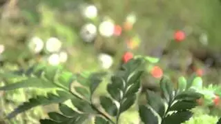 Two Visions - One Nature: Clip No. 2 - Invite Nature