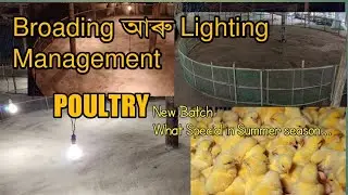 ব্ৰুডিং'ৰ কাম আৰম্ভ  | Poultry management | Poultry broading Lighting | poultry farm Assam #broiler