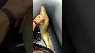 Судак на ОПАРИША❗Ппц 2400 кг