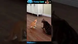 funny cat videos #cat #funny #shorts #catvideos #funnycat #funnycats #cats #viralshorts