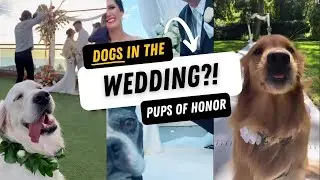 Dogs in Weddings?! Cutest Dogs of Honor Walk Down the Aisle