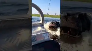 hippo attack #hippo #animal #attack #wildanimals
