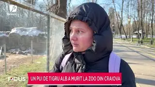 Un pui de tigru alb a murit la zoo din Craiova. Ar fi înghițit o pungă de plastic
