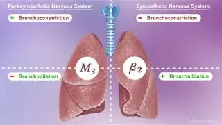Respiratory (Lung) Pharmacology: Adrenergic and Cholinergic Receptors