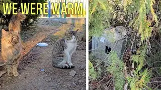 Warm Shelters Saved These Street Cats from Freezing Nights! 🏠❄️ | Love Street Cats
