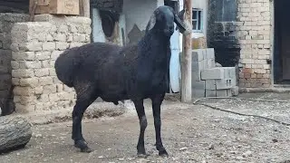 Арашан козу кочкор.@@@