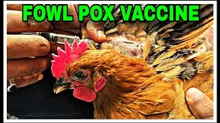 FOWL POX VACCINE | फाउल पॉक्स वॅक्सिन #disease #fowl #viral #chicken #chickenfarming #shortsviral 