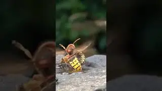 hornet vs wasp
