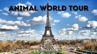 Animal World Tour: The Most Common Animals In France !