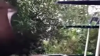 The giant golden-crowned flying fox takes off in slow motion.