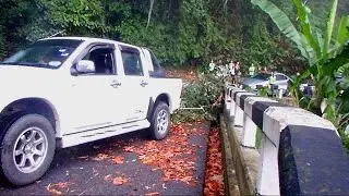 The Tree Incident - Pine Tree Trail, Fraser Hill