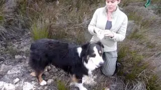 how sniffer dogs can save koalas from bushfires