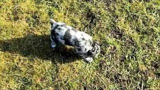 Aussiedor puppies 6 Weeks old