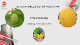 BUDIDAYA MELON HIDROPONIK 