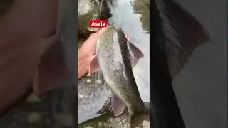 Asala maxa🐋🐋 #fishing #fish