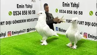 Emin Yahşi Canlı Mezat kanalı canlı yayında