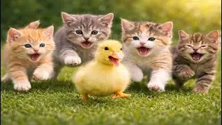 🐾🌈 Adorable Colorful Kittens Chasing Mice | Fun & Cute Cat Moments