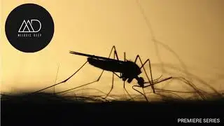 PREMIERE: Vini Pistori - Mosquito (Original) [Nereau Records]