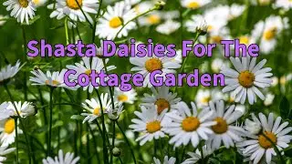 Get An Early Start on Growing Shasta Daisies from Seed!