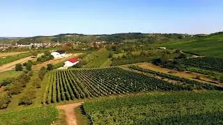 Rauenberg und Weinberge im Herbst