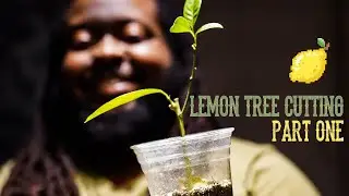 HOW TO: Meyer Lemon Tree Cuttings (Peekaboo Cup Method) Pt. 1