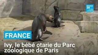 Ivy, le bébé otarie du Parc zoologique de Paris • FRANCE 24