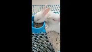 Yummy! #bunny #rabbit #petlover