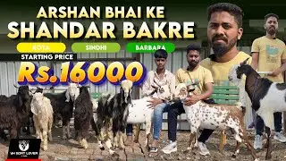 Arshan Bhai Ke Shandar Bakre Pune Climate Set Sindhi Kota Barbari Goats I YK Goat Lover
