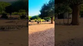 Peace. #relaxing #southafrica   #nature #africa #vlog #shorts  #dog #birds #ishowspeed #speed #viral