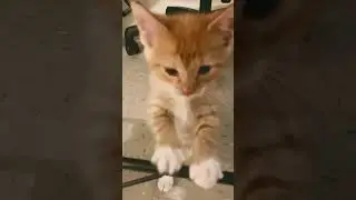 Late night shenanigans 🐯#cute #cutecat #pets #kitty #cat #kitten #catshorts