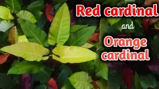 cardinal varieties | red cardinal | orange cardinal | philadendron varieties | indoor plants | plant