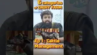 EP 01 | Cattle Management in Dairy Farm 🐄 | My Journey & Future Plan | 6 Categories of Dairy Farm |