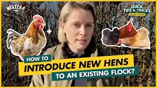How to introduce new hens to an existing flock