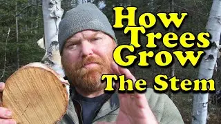 How Trees Grow - The Stem