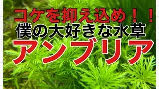 スネヘの水槽にもオススメ！コケを抑え込め！大好きなアンブリアご紹介！