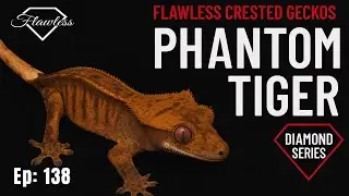Phantom Tiger Crested Gecko Spotlight! | Diamond Series Ep 138