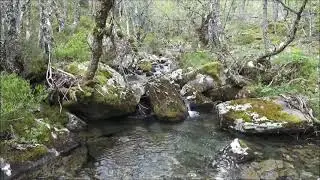 Los Ancares.  Bosque de Mortaldosos y nacimiento del Río Cuiña.  El Bierzo