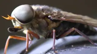 Big Horse Fly-Male