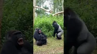 Vibe Comedy#viral#shortvideo#youtube #animals #jokes#comedy#ytshorts