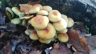Sumporača, Hypholoma fasciculare 🤮