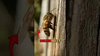 Did You Know Bees Can Actually Get Drunk
