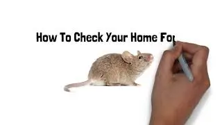 How To Check Your Home For Mice