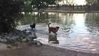 Otis Shakes Off