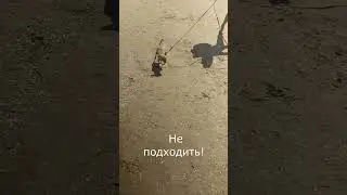 Собакены на пляже / Dogs on the beach